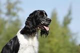 SPRINGER SPANIEL 003